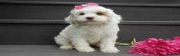 Cockapoo dogs for sale: Summer - Ad 1