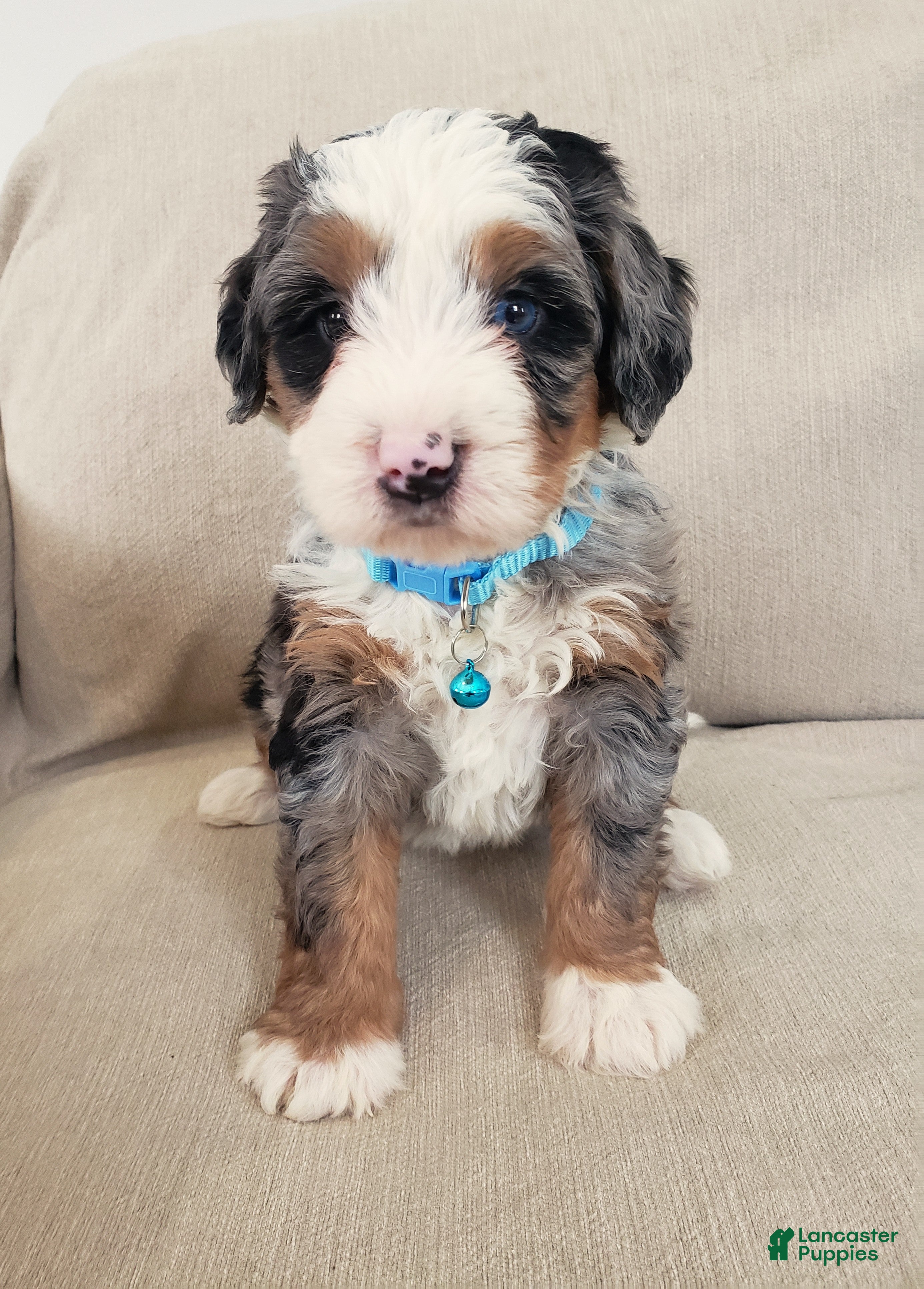 Mini Bernedoodle dogs Axel - Ad 5