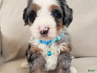 Mini Bernedoodle dogs Axel - Ad 11