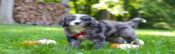 Bernedoodle dogs for sale: Chester - Ad 8