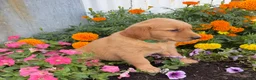 Golden Retriever dogs for sale: Hazel - Ad 3
