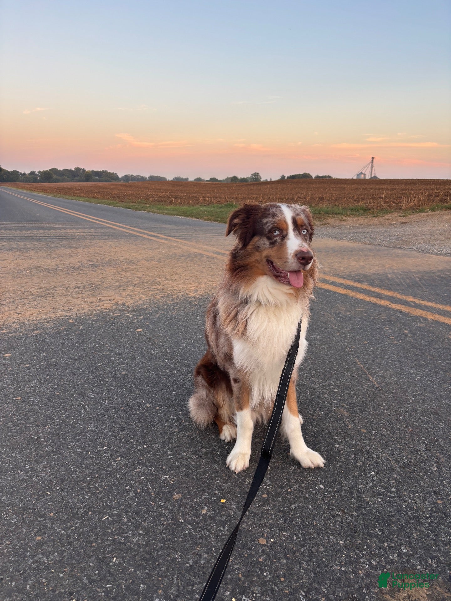 Australian Shepherd dogs for stud: Australian Shepherd 1 puppies - Ad 1