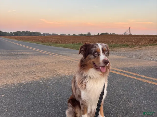 Australian Shepherd dogs for stud: Australian Shepherd 1 puppies - Ad 1