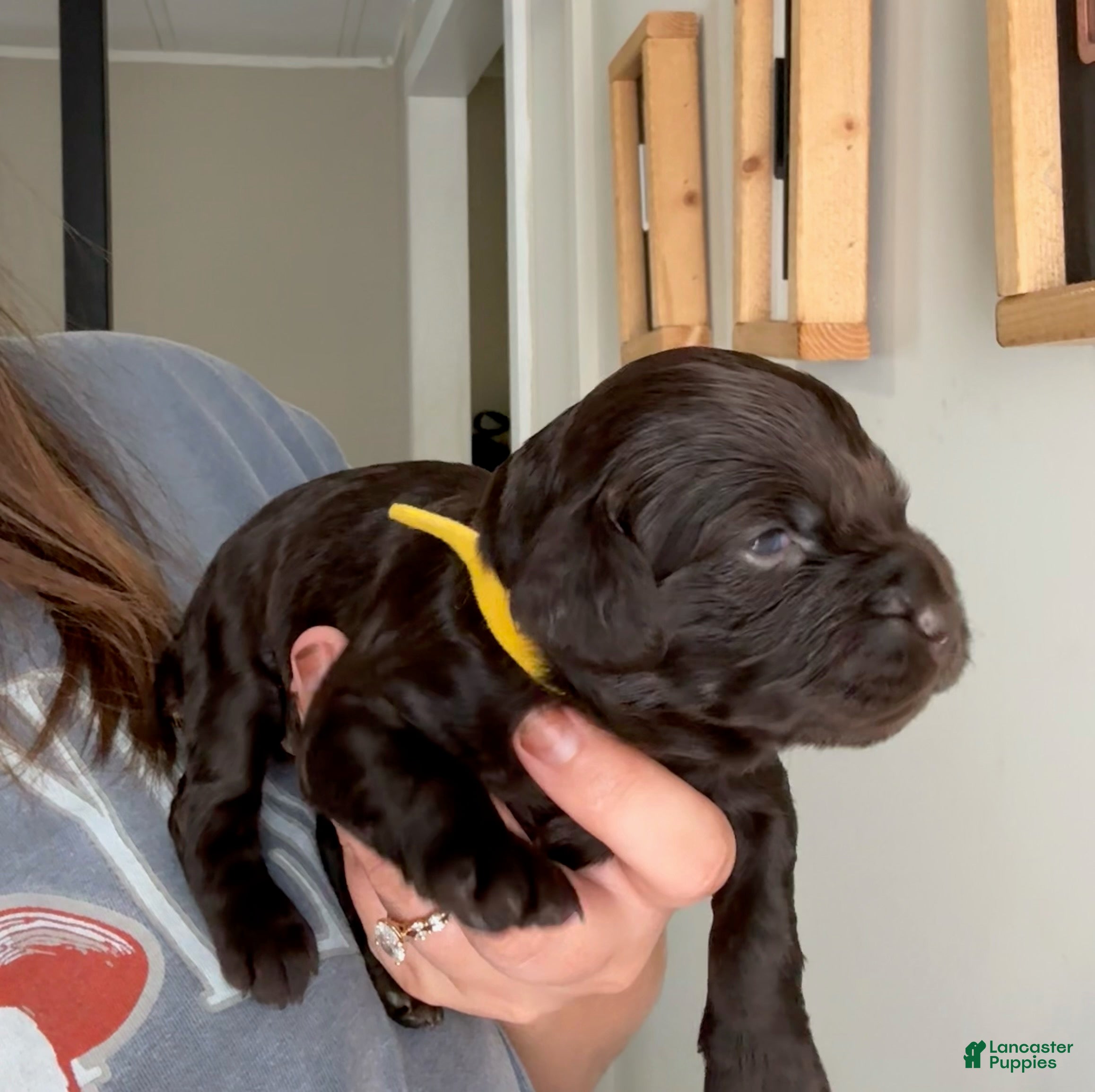 Boykin Spaniel dogs Yellow Collar-Female - Ad 2