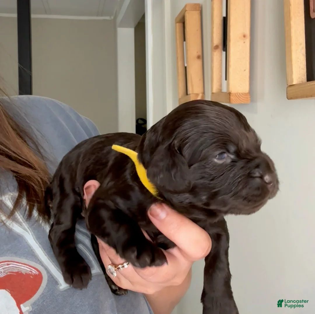 Boykin Spaniel dogs for sale: Yellow Collar-Female - Ad 1