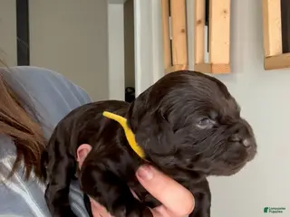 Boykin Spaniel dogs Yellow Collar-Female - Ad 2