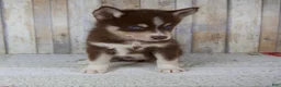 Pomsky dogs for sale: Chloe - Ad 6