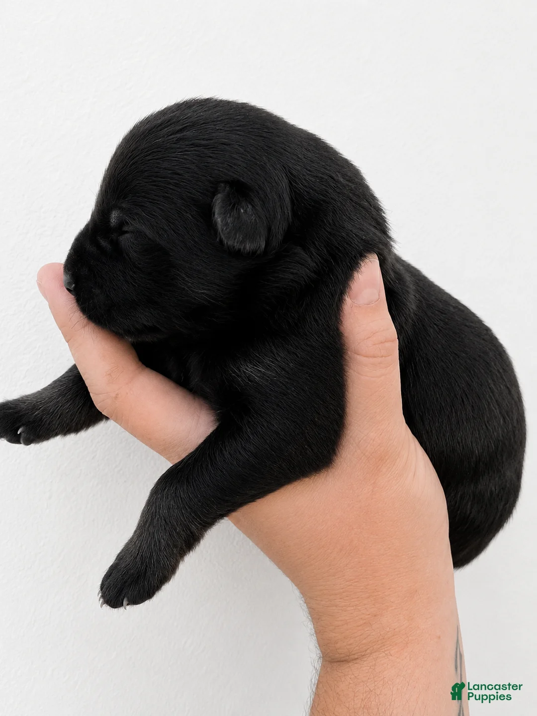 German Shepherd dogs for sale: Thor - Ad 2