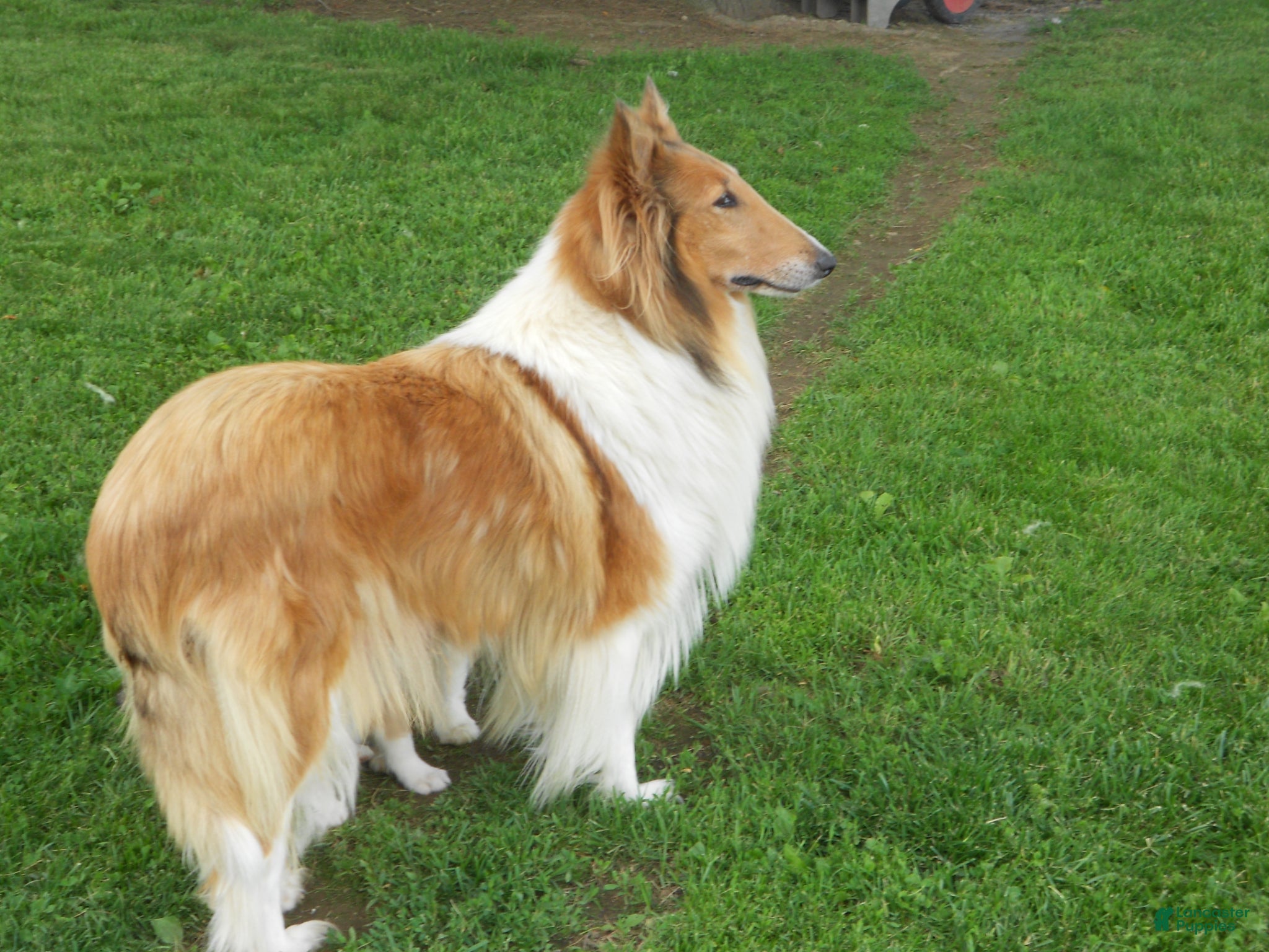 Collie dogs for sale: Bobby - Ad 7