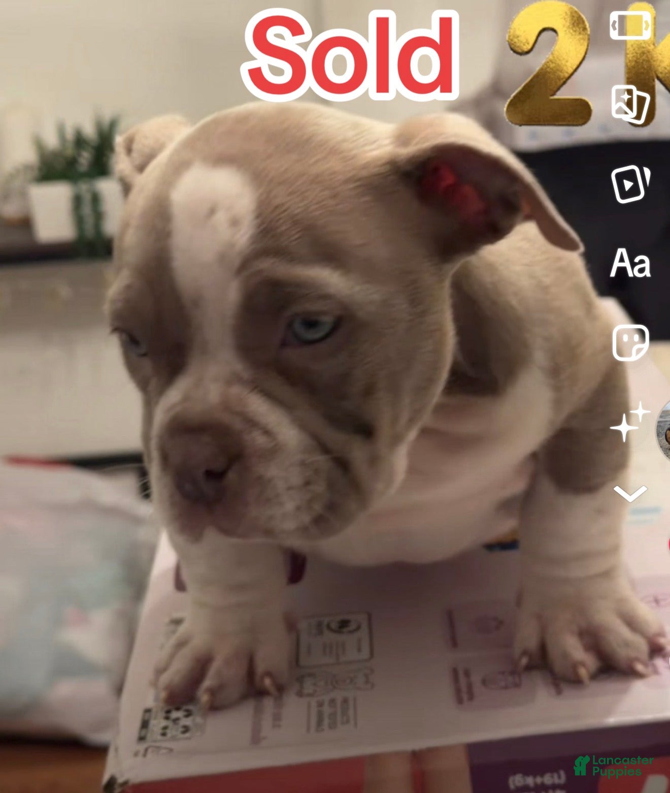 American Bully dogs American Bully Puppy 3 - Ad 31