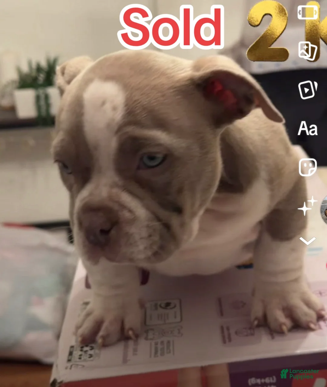 American Bully dogs for sale: American Bully Puppy 3 - Ad 1