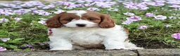Cavapoo dogs for sale: Dawn - Ad 1