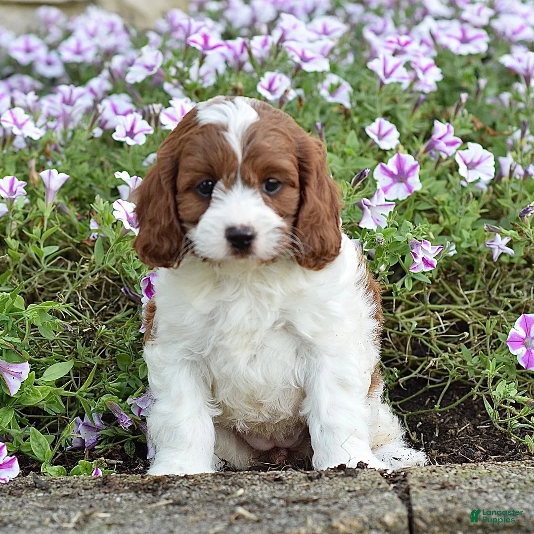Cavapoo dogs for sale: Dawn - Ad 1