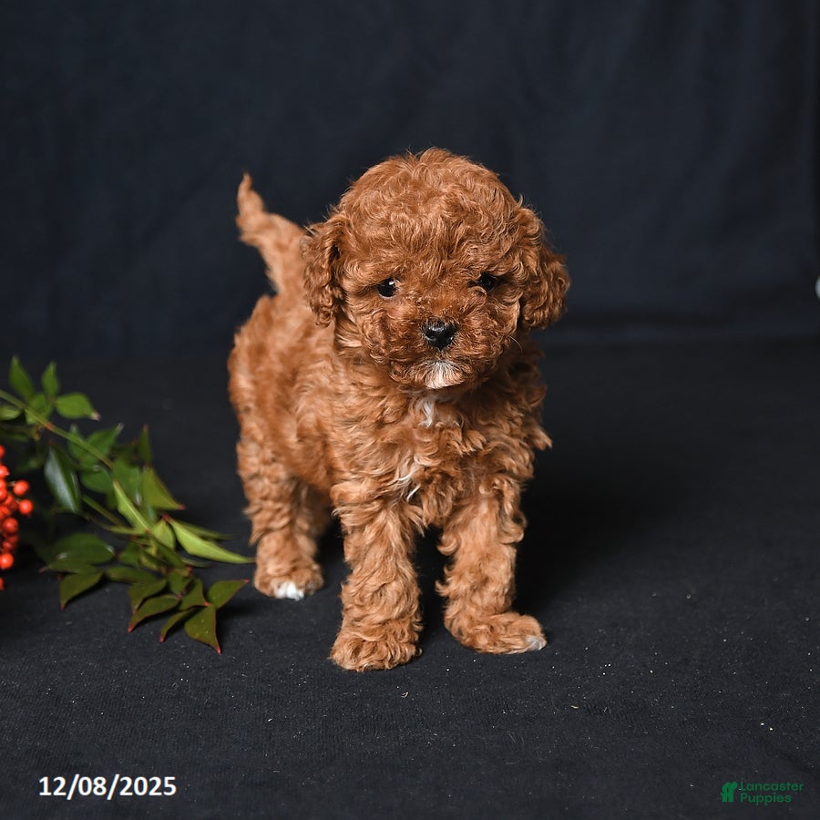 Toy Poodle dogs Tiny Emerald - Ad 20