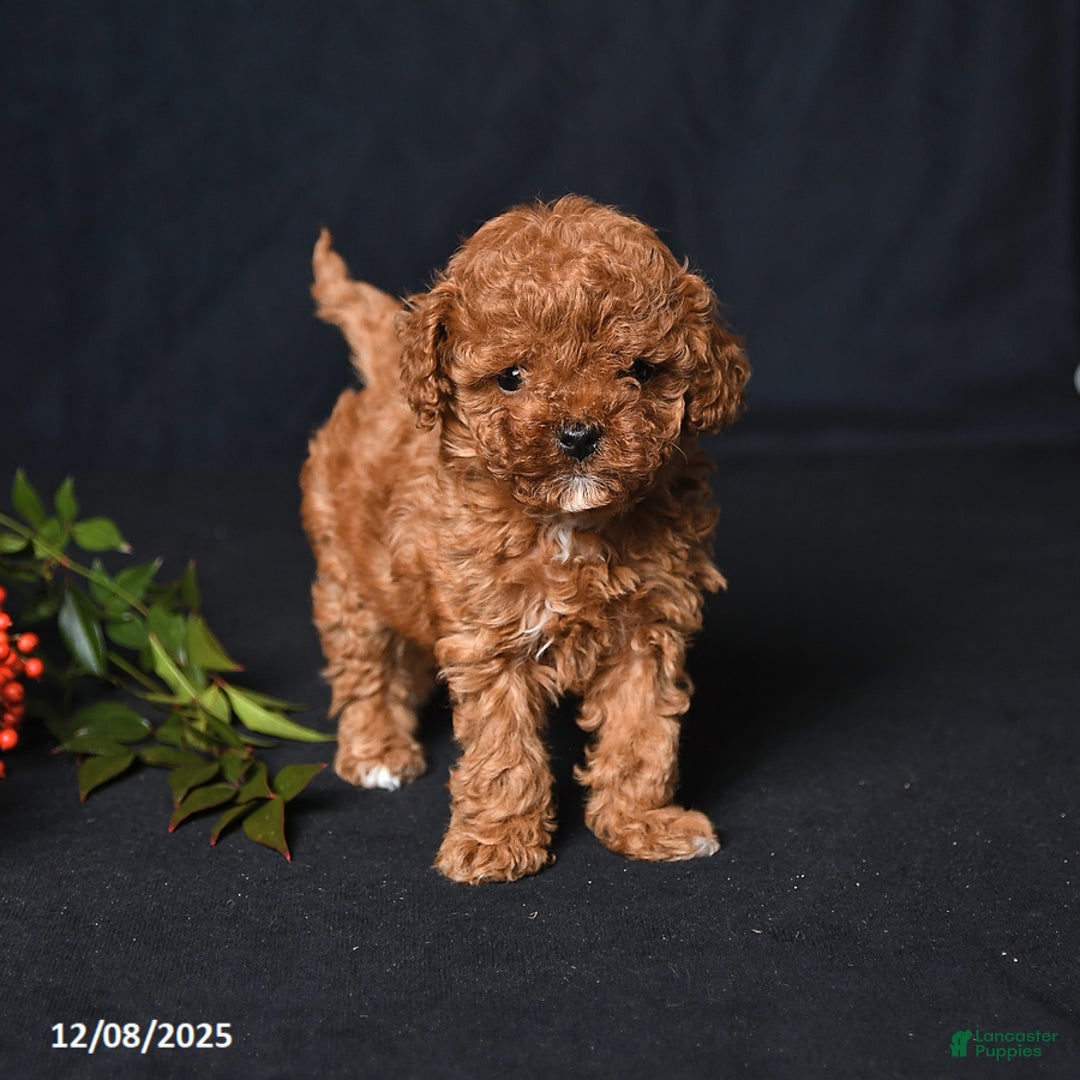 Toy Poodle dogs for sale: Tiny Emerald - Ad 1