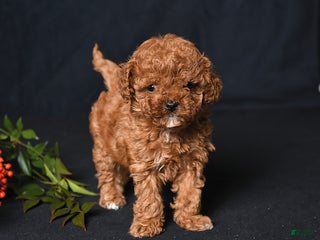 Toy Poodle dogs Tiny Emerald - Ad 4