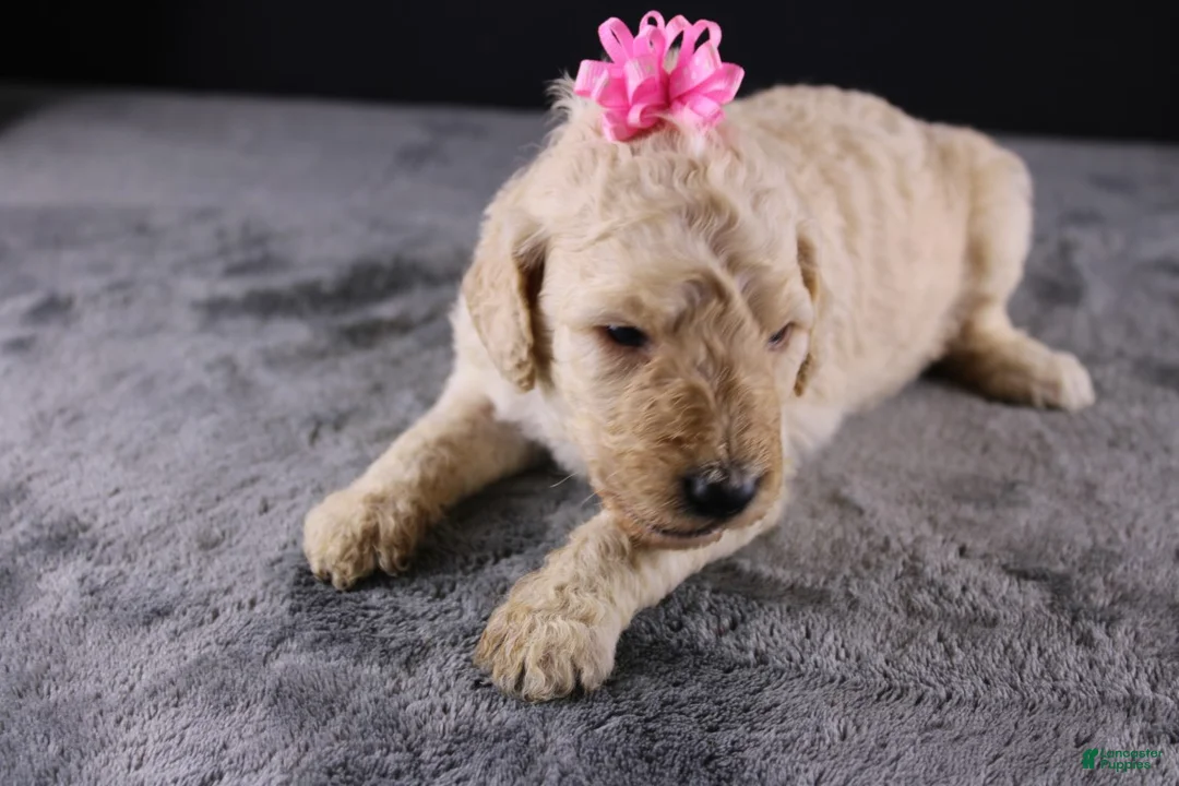 Standard Poodle dogs for sale: Dolly P - Ad 1