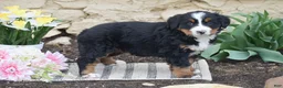 Bernese Mountain Dog dogs for sale: Sage - Ad 2