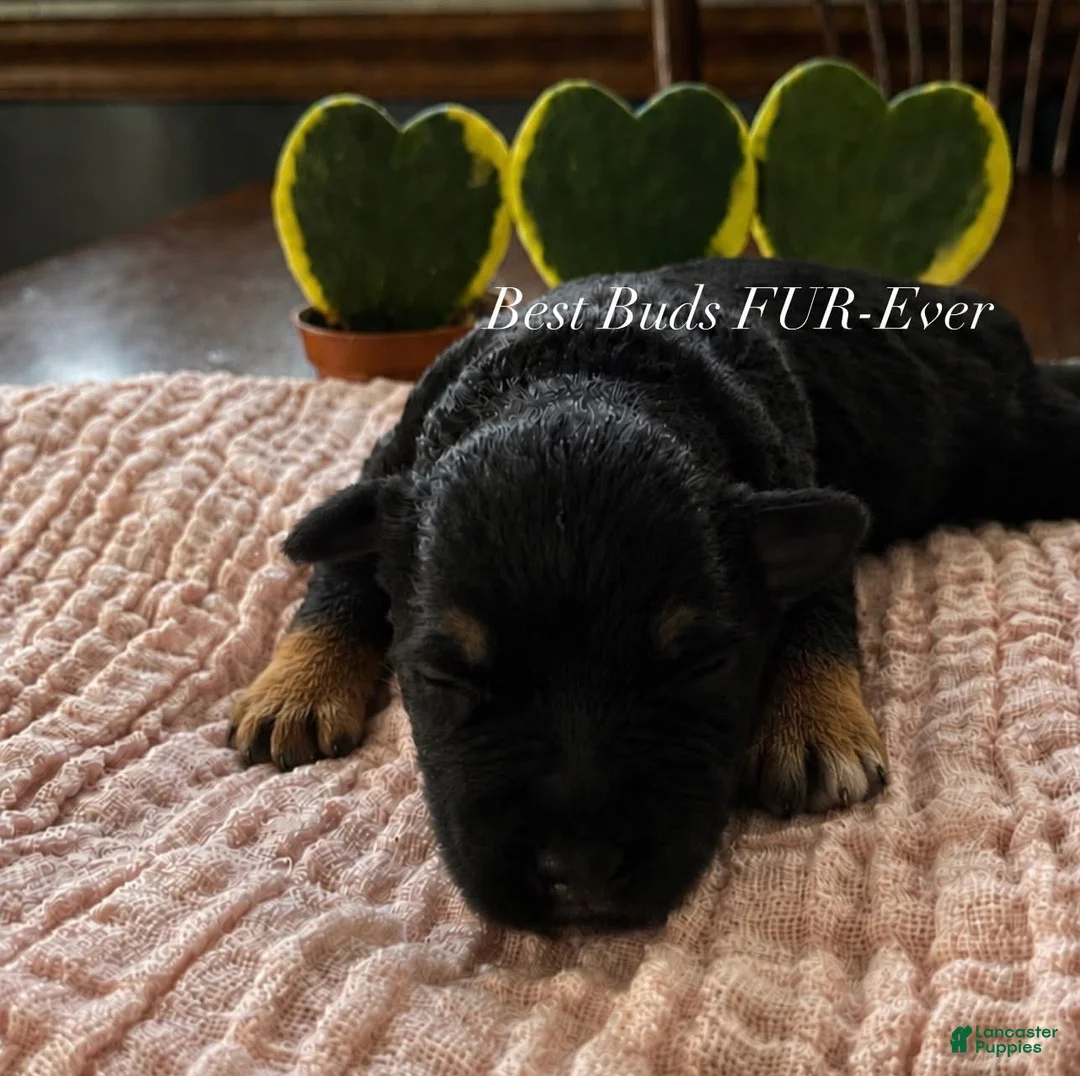 Miniature Schnauzer dogs for sale: Miniature Schnauzer 5 - Ad 1