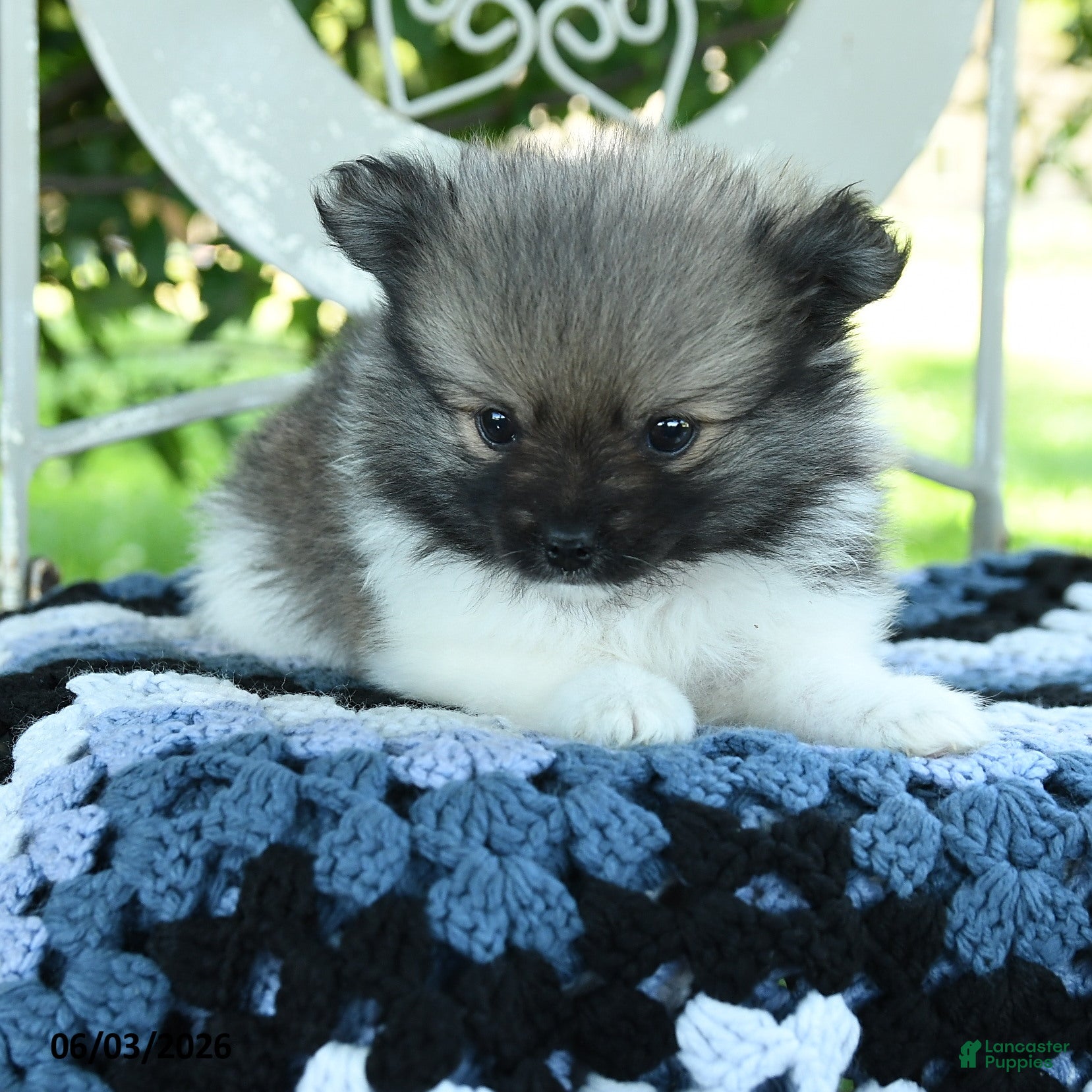 Pomeranian dogs for sale: Porter - Ad 2