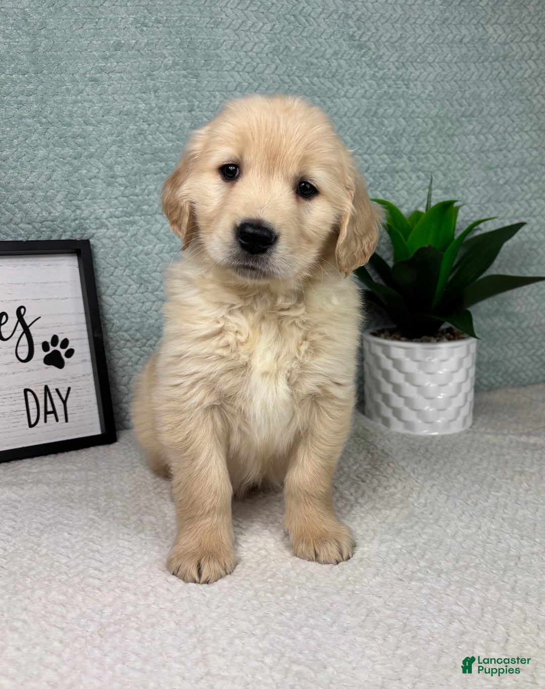 Golden Retriever dogs for sale: Graham  - Ad 5