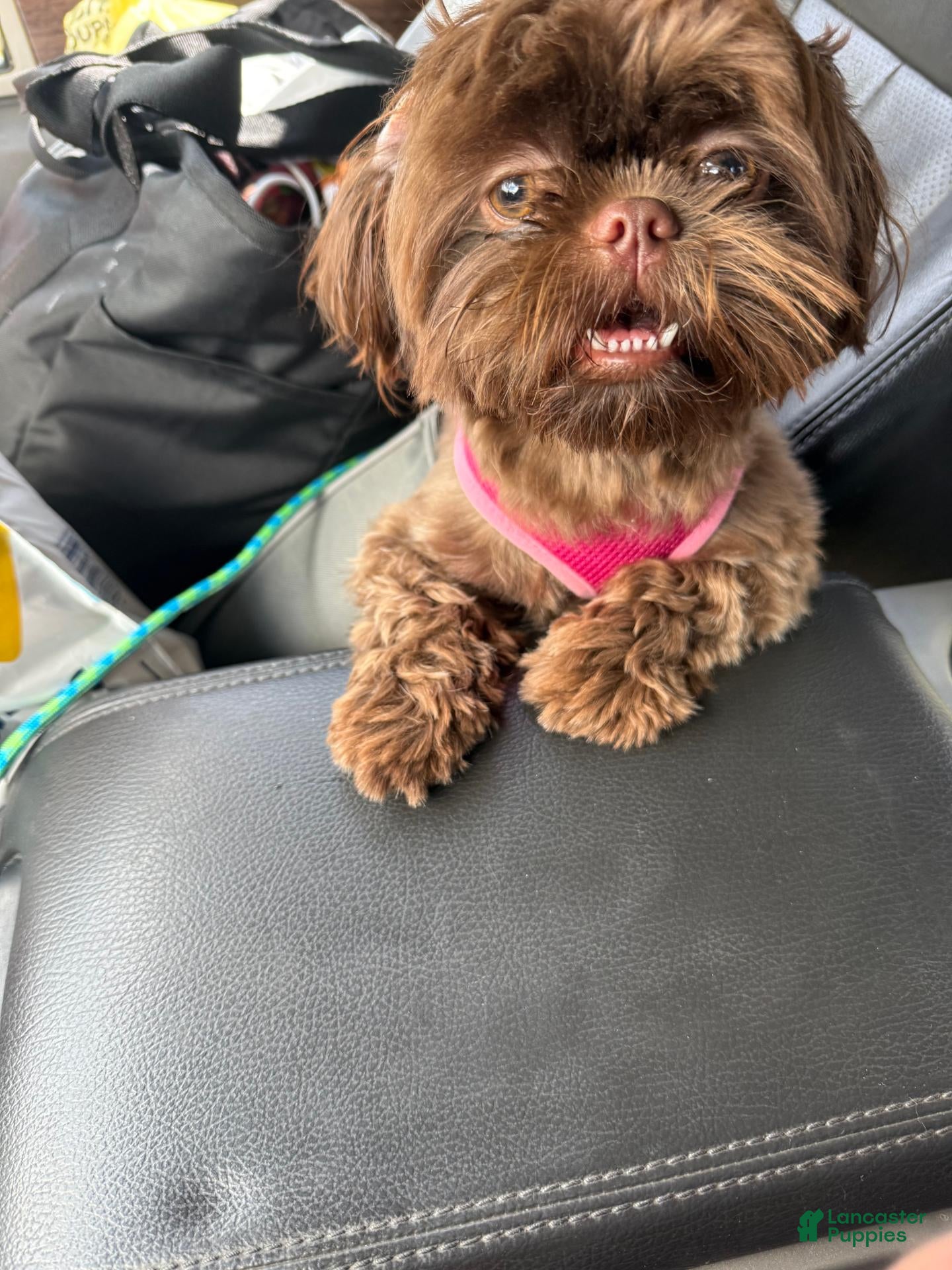 Shih Tzu dogs Prince Marshmallow  - Ad 2