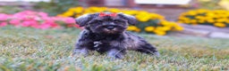 Miniature Schnauzer dogs for sale: Millie - Ad 20