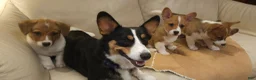 Mixed Breed dogs for sale: Orpheus - Ad 37