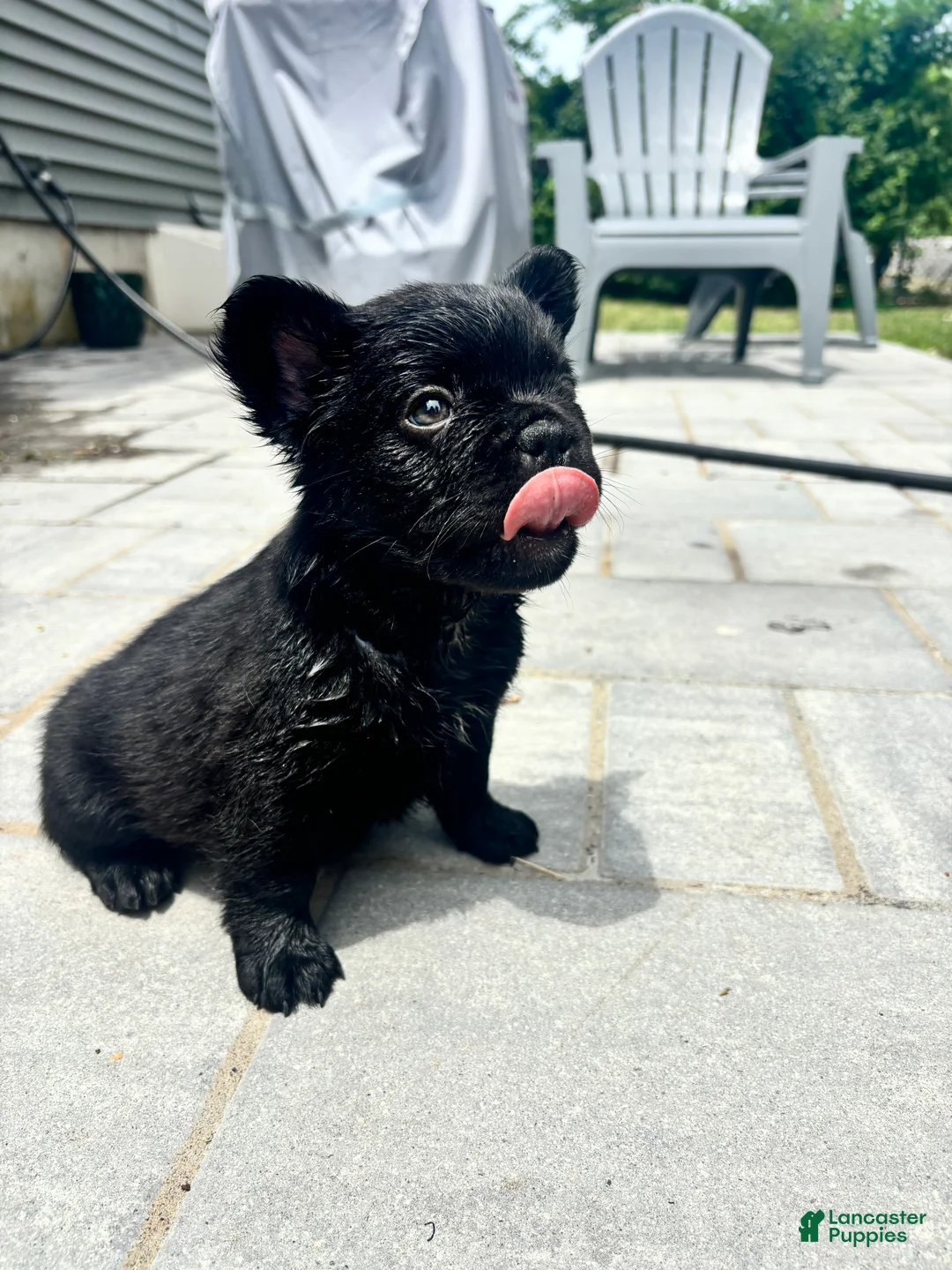 French Bulldog dogs for sale: Fluffy French bulldog - Ad 1