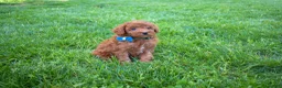 Miniature Poodle dogs for sale: Dakota 💕🐶 - Ad 6