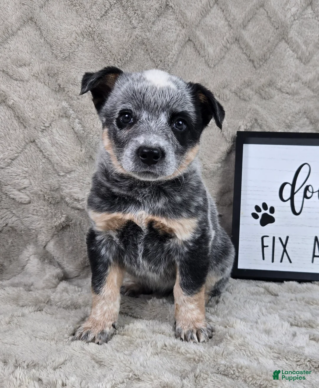 Australian Cattle Dog dogs for sale: Harry - Ad 1