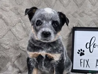 Australian Cattle Dog dogs for sale: Harry - Ad 3