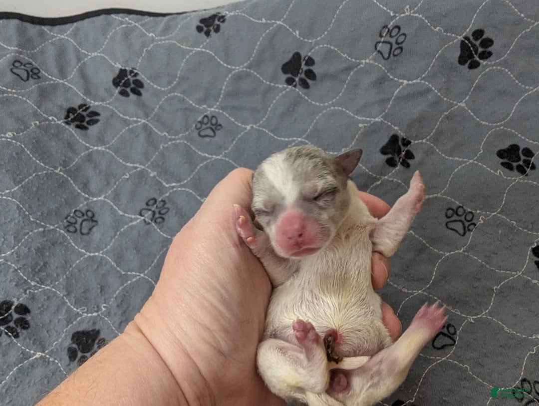 Chihuahua dogs for sale: Octavia  - Ad 4