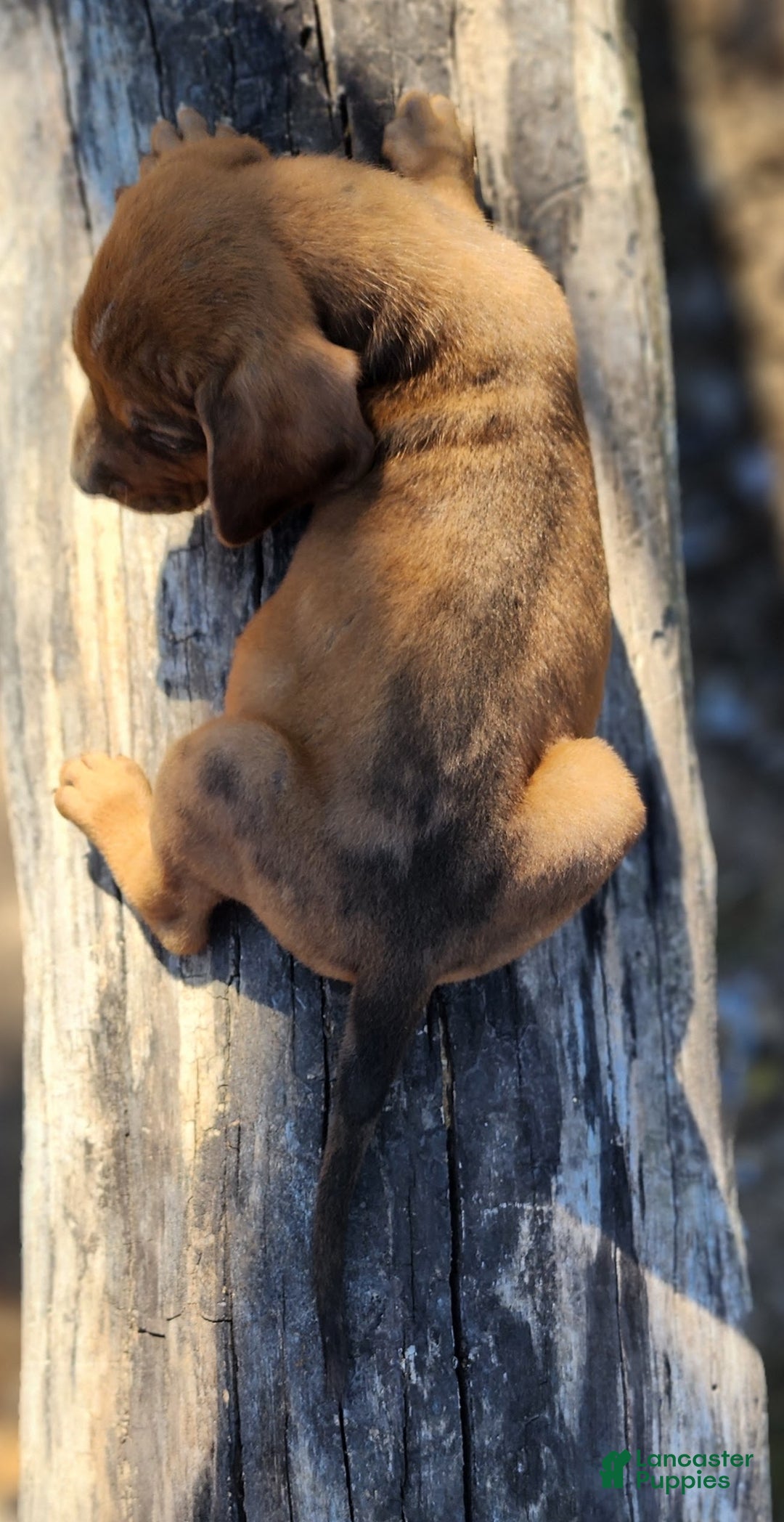 Mixed Breed dogs for sale: Fall 2025 Bloodahoula Male 2 - Ad 13