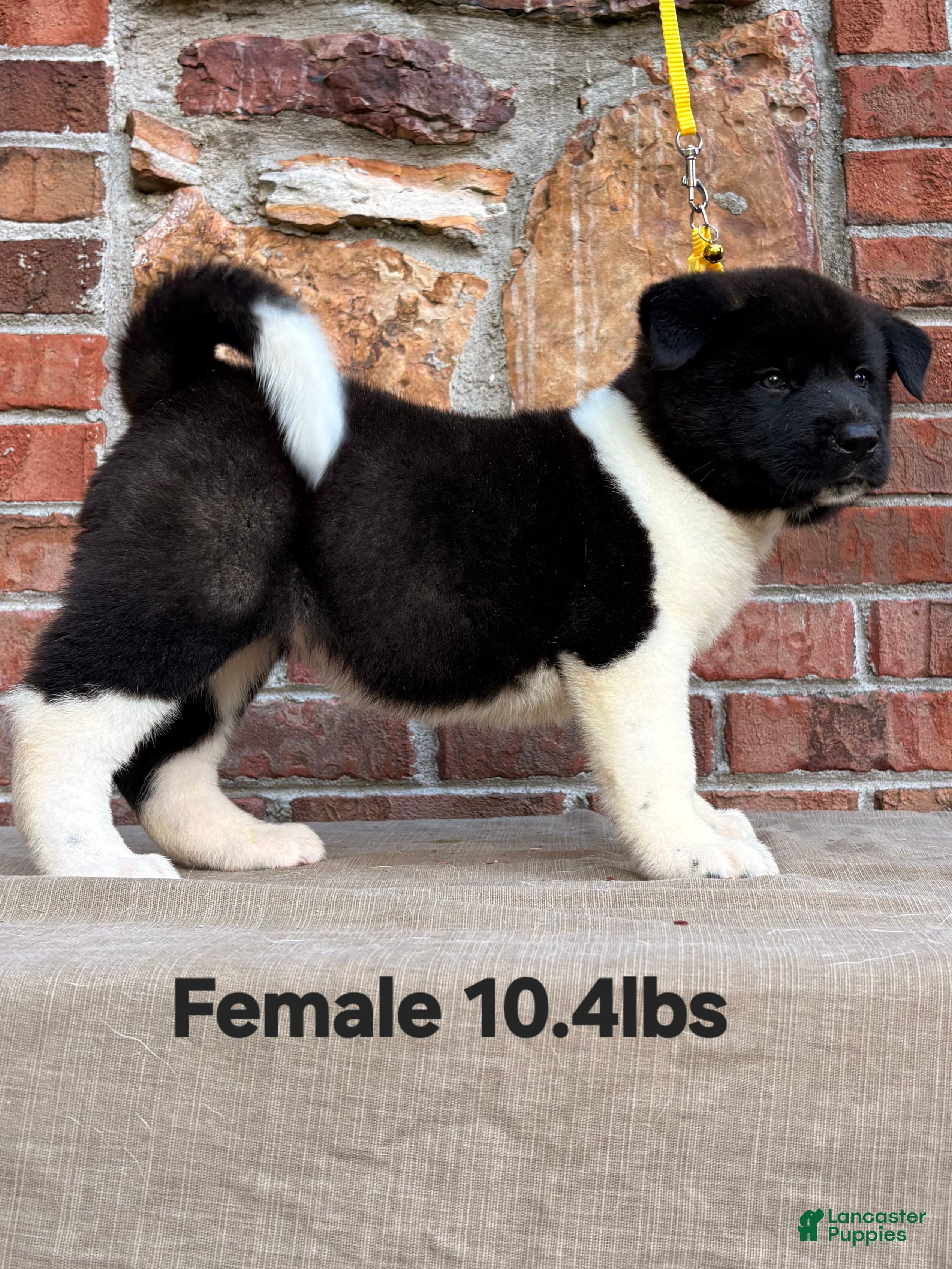 Akita dogs Akita Puppy 1 - Ad 2