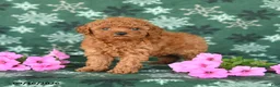 Toy Poodle dogs for sale: Tiny - Ad 3