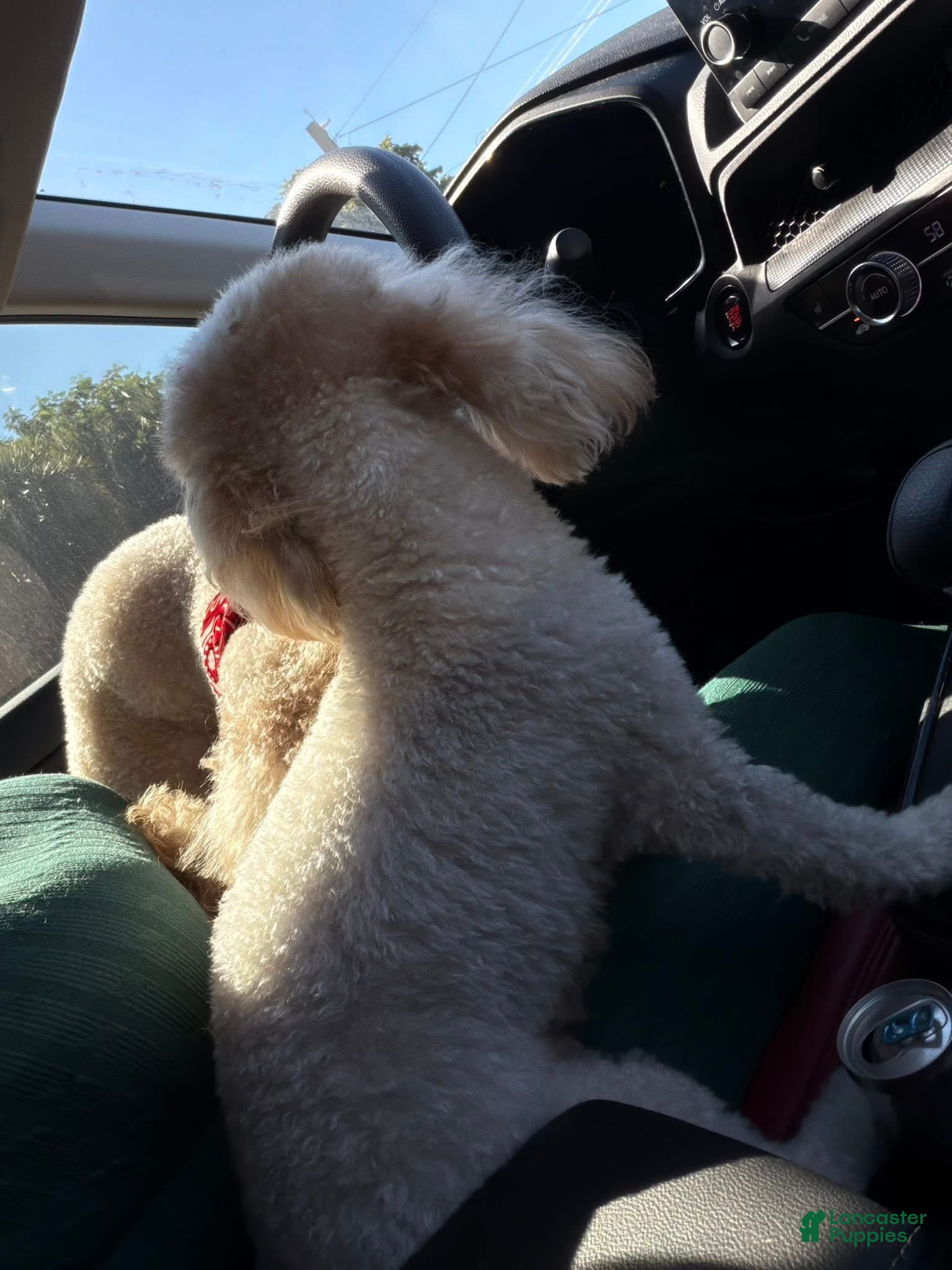 Toy Poodle dogs for sale: Toy Poodle Puppy 2 - Ad 4