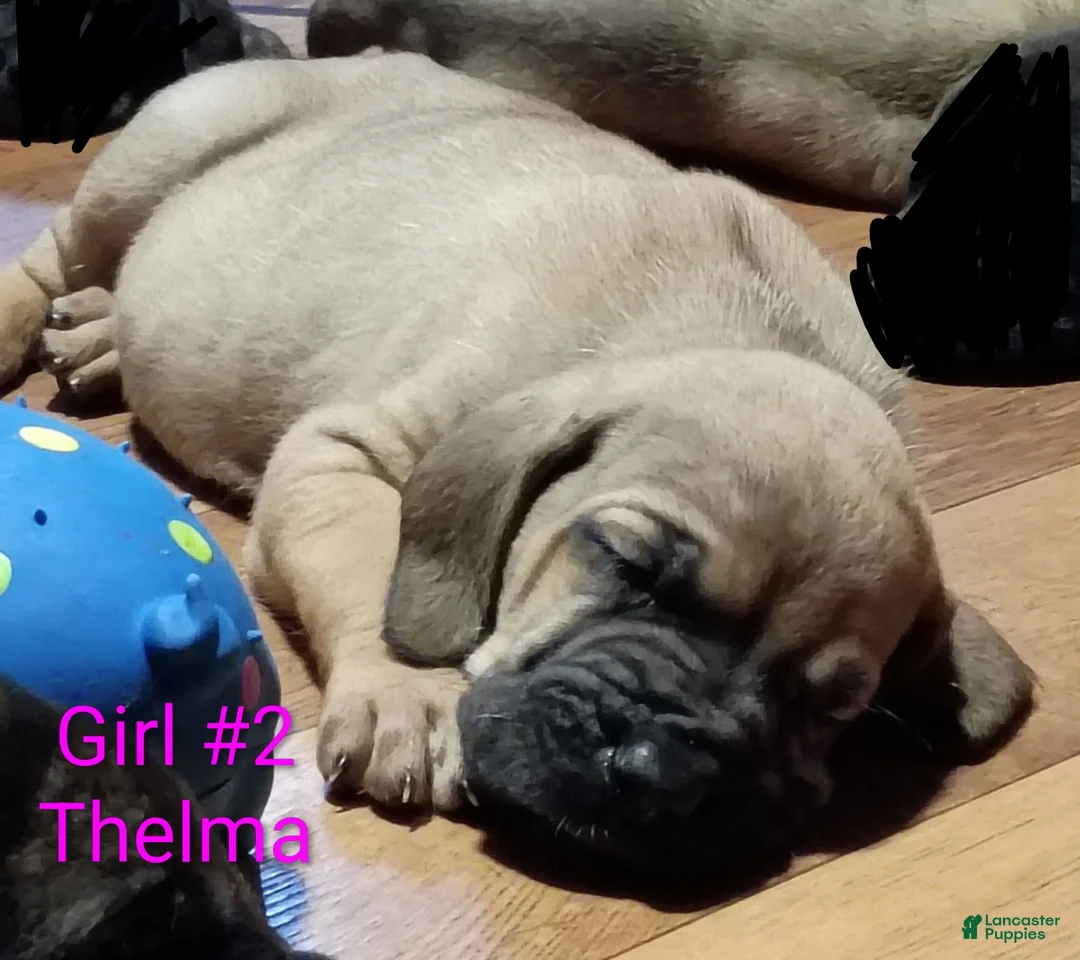 Mixed Breed dogs for sale: Thelma - Ad 1