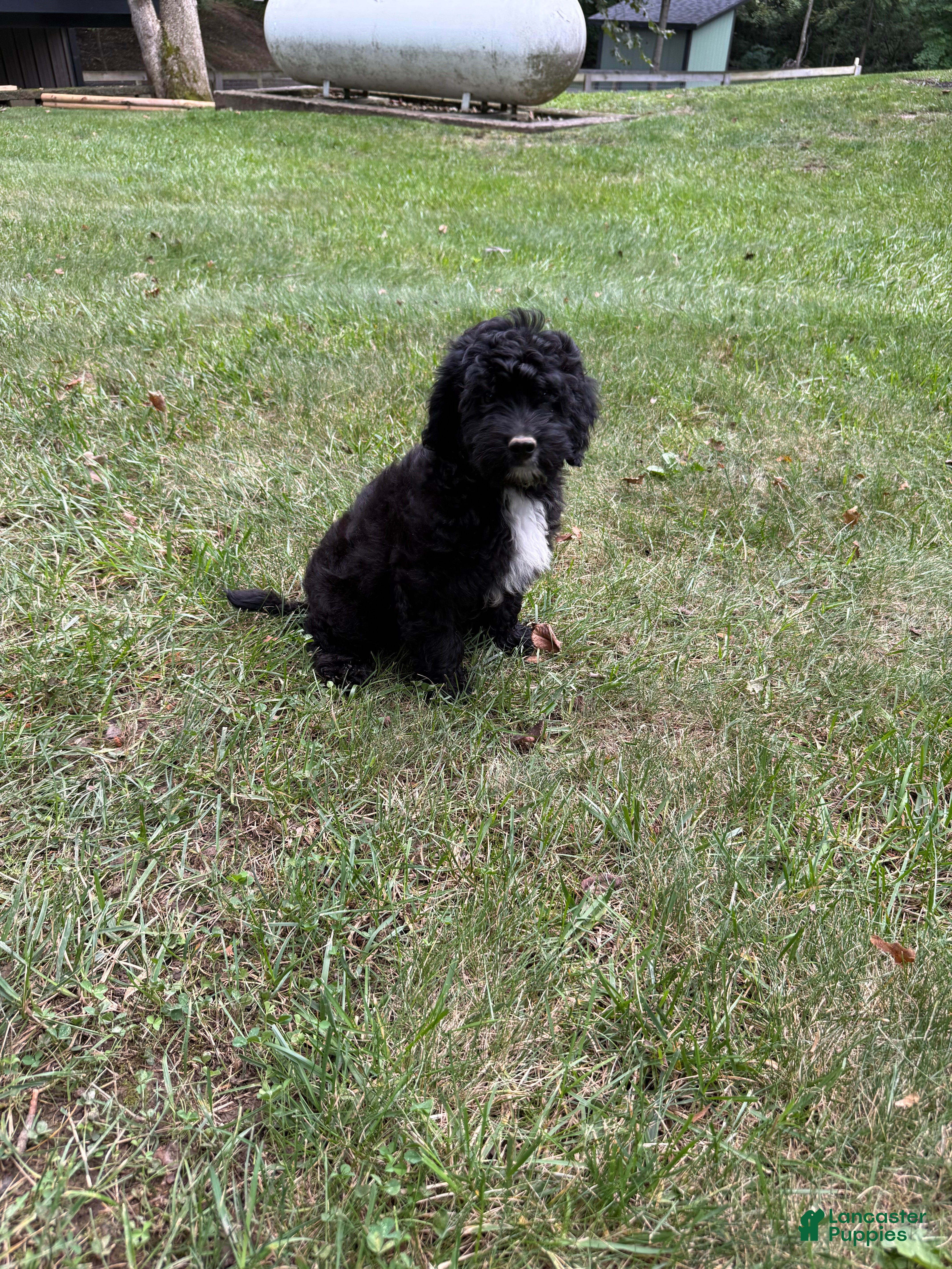 Mini Goldendoodle dogs Jasper - Ad 2