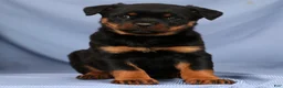 Rottweiler dogs for sale: Lilly - Ad 1