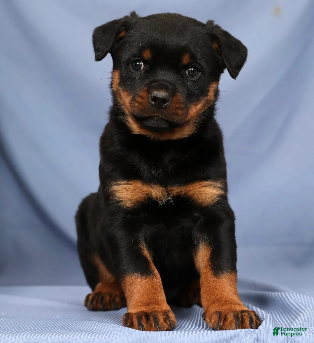 Rottweiler dogs for sale: Lilly - Ad 1