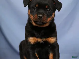Rottweiler dogs Lilly - Ad 15