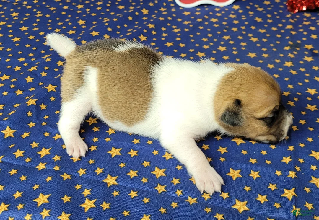 Jack Russell Terrier dogs for sale: CKC "Riggs" *Delivery Available* - Ad 7