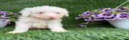 Mixed Breed dogs for sale: Billy - Ad 4