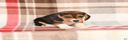 Beagle dogs for sale: Judy - Ad 3
