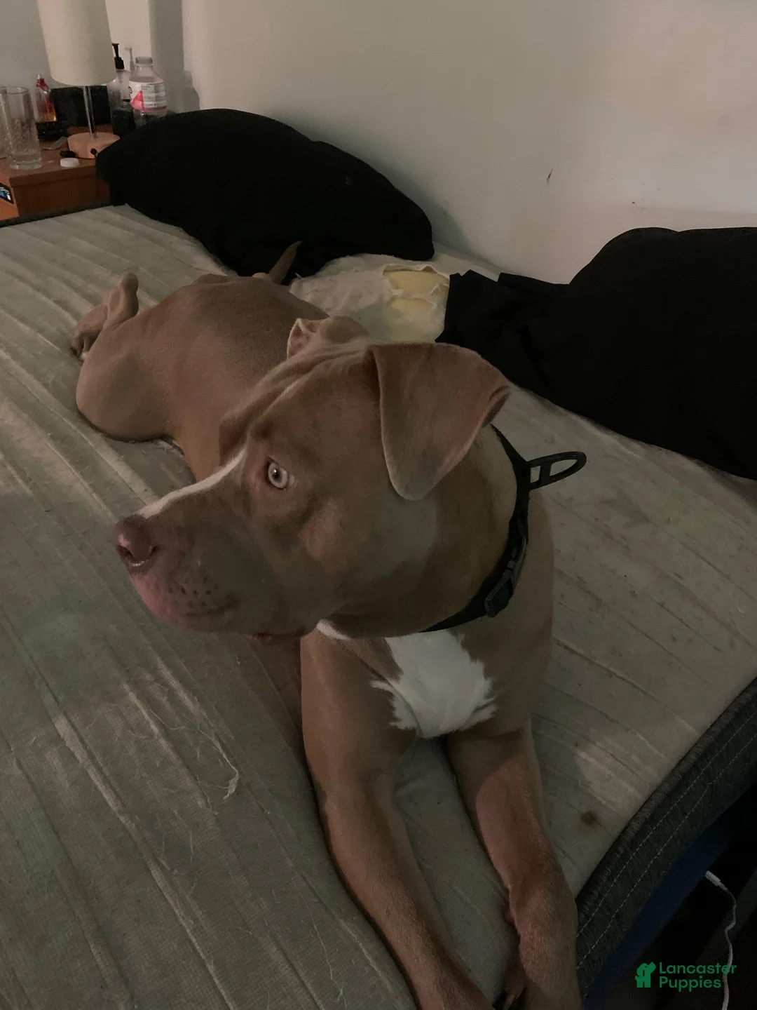 American Pit Bull Terrier dogs for sale: Tank American Pit Bull Terrier 1 - Ad 4