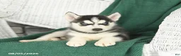 Siberian Husky dogs for sale: Vermont - Ad 3