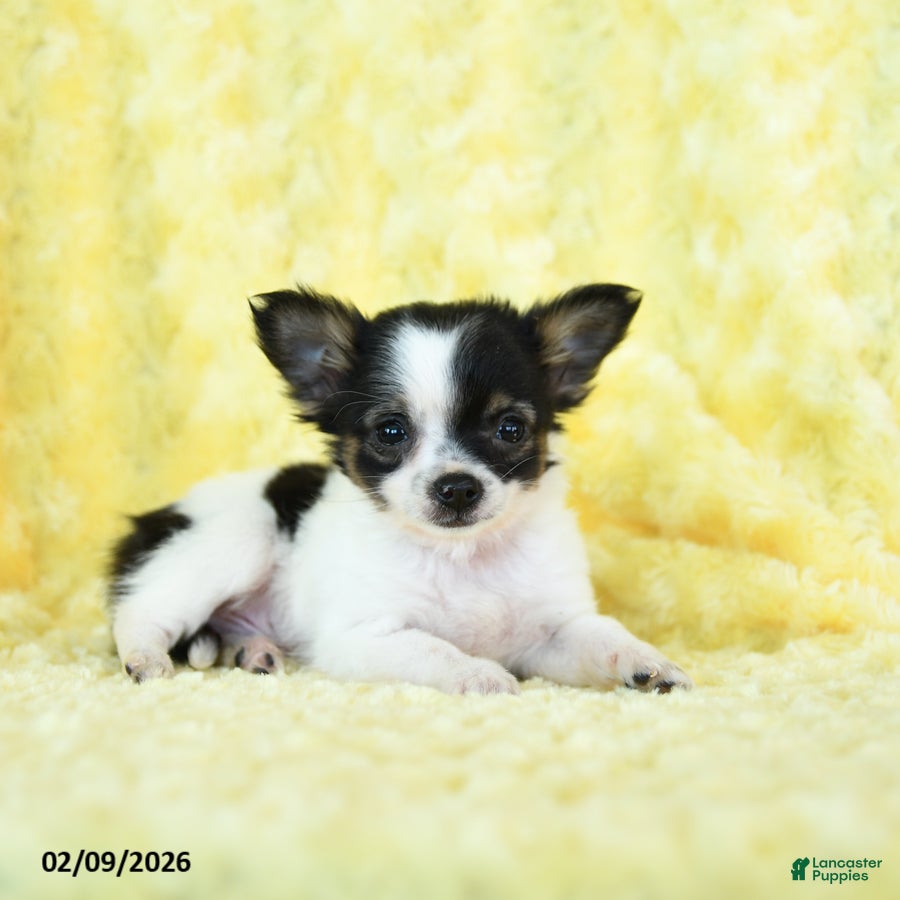 Chihuahua dogs Tiny Tim - Ad 7