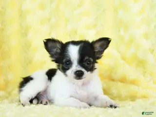 Chihuahua dogs Tiny Tim - Ad 7