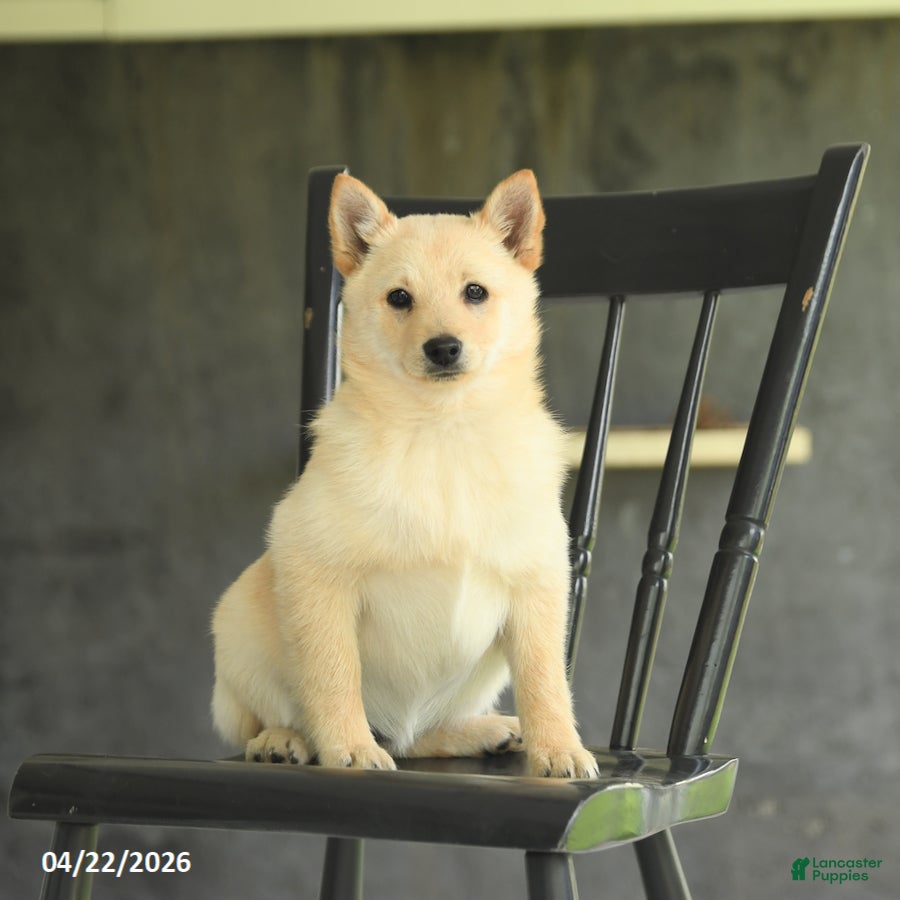 Schipperke dogs Fifi - Ad 1